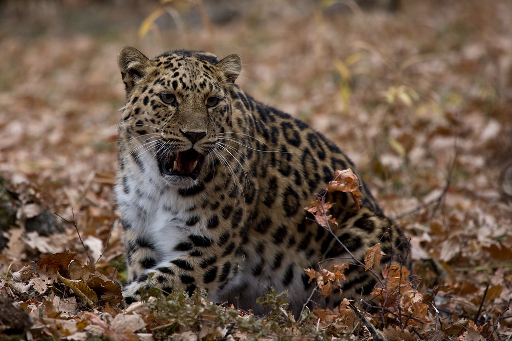 животные в приморском крае. фауна приморского края. уссурийский заповедник кедровая падь. животные в приморском крае. фауна приморского края.